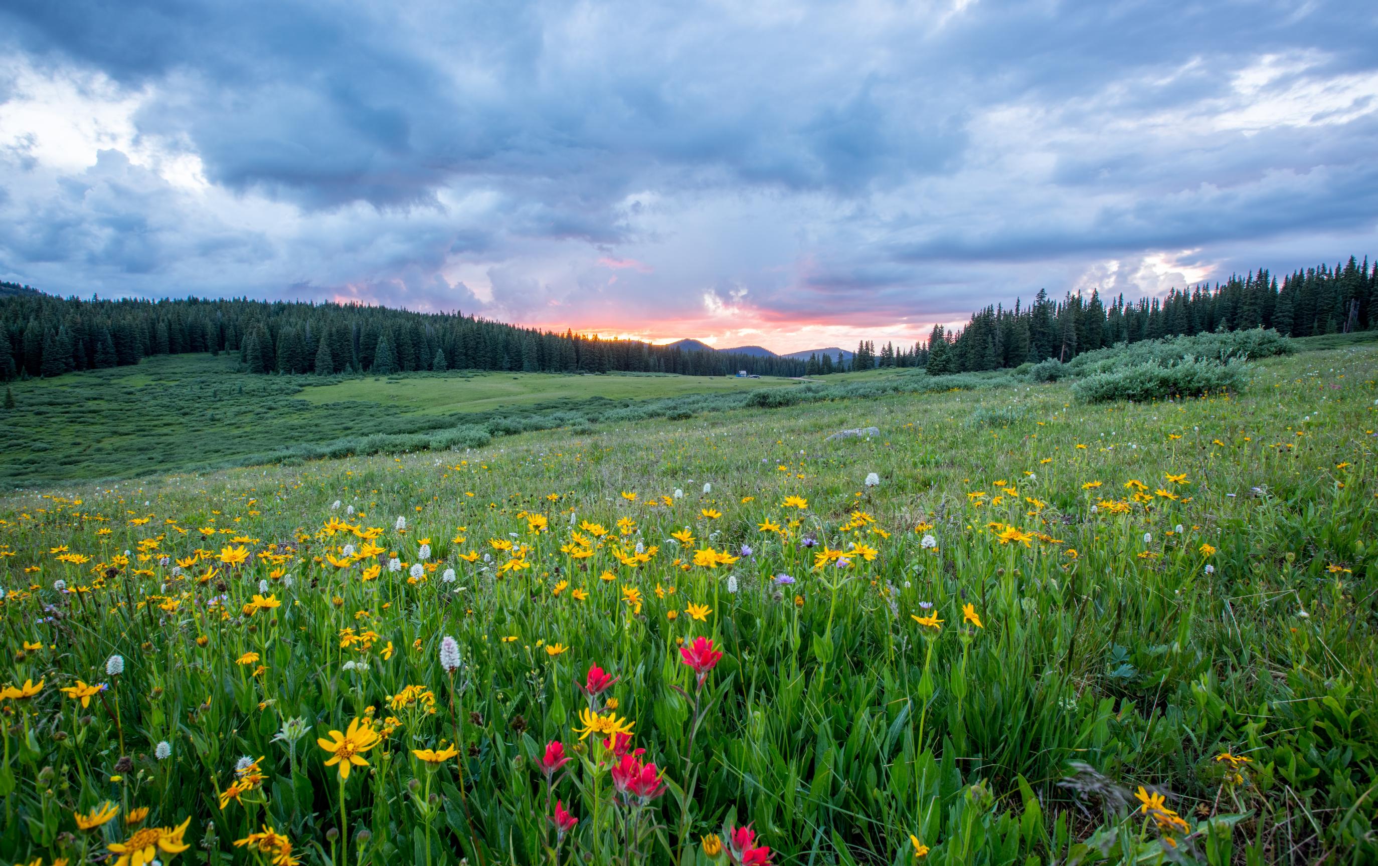 Flowers_Joel Holland_Unsplash